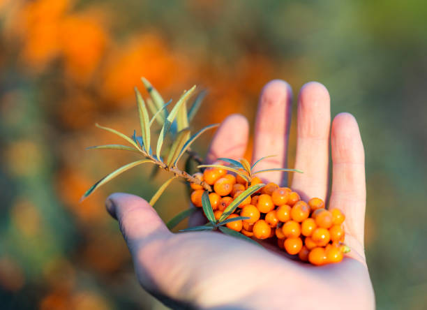 Sea Buckthorn Berries